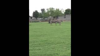 gay donkey mating 2015