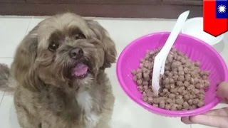 Animal Abuse: Pet groomer beats and strangles woman’s dog during grooming - TomoNews