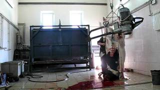 Забой коровы Cow slaughter  часть 2