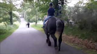 DUC, débourrage à la selle. PERCHERON.