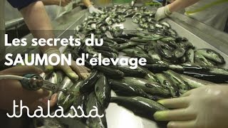 Les secrets du saumon d'élevage (reportage complet)
