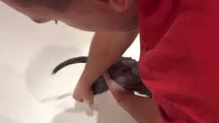Siberian Husky puppy Knight of Blizzard takes a bath Щенок Сибирской Хаски Найт купается