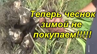 Теперь чеснок зимой мы не покупаем! Два отличных сорта крупного чеснока.
