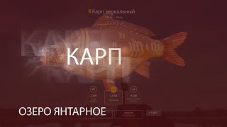 РР4! RF4! Русская Рыбалка 4! Озеро Янтарное - Карп!