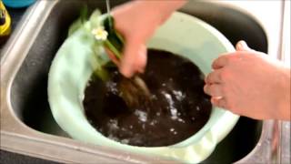 Planter des fraises sans terre en utilisant l'hydroponie