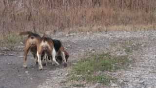 Skyview's Beagles Jen & EZ Rabbit Hunt Nov 14 2012