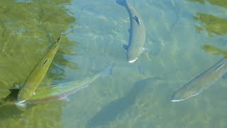 Trout Fishing Basics (Livestream)