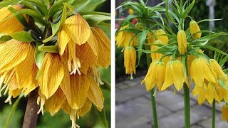 How to Plant Crown Imperial Fritillaria: Spring Garden Guide