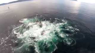 GoPro Drone: Humpback Whale Hunting Technique