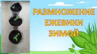 Как вырастить саженцы ежевики зимой. Саженцы ежевики Небеса могут подождать. Размножение ежевики.