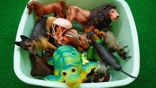 Nome dos animais - Modelo animal de plástico para crianças - Som dos animais infantil