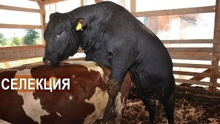 ЗАЧЕМ МЯСНОЙ БЫК В МОЛОЧНОМ СТАДЕ? Селекция КРС в КФХ Овсянникова.