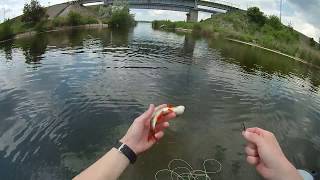 Ловля краснопёрки нахлыстом на стример | Fly Fishing for Rudd