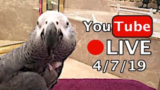 ??Einstein  Parrot LIVE! 4/7/19 Talking and Easter Egg Playtime!