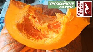 Как БЕЗОПАСНО сохранить тыкву и защитить ее от порчи? Простые, но важные правила.