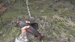 Удачный выезд на Енисей! Ловля крупного хариуса на мушку. Новый спиннинг порадовал!