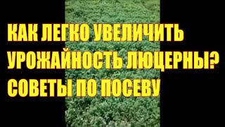 Как легко увеличить урожайность люцерны? Советы по посеву.