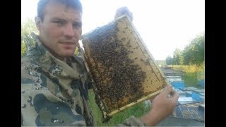 Заводчик пчелы Бакфаст. Пчеловод Беларуси Гращенко М. Отвечаем на вопросы по пчеловодству.