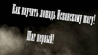 Wester Фризский жеребец. конный блог. Как научить лошадь Испанскому шагу
