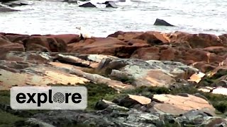 EXPLORE HIGHLIGHTS | Cape Merry Polar Bear sighting!