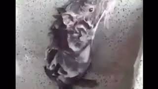 Мышь моется ))))))))))
