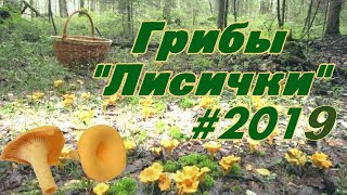 Грибалка ? СБОР ГРИБОВ ЛИСИЧЕК.  Забежали в лес и мигом насобирали.
