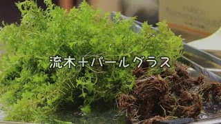 【アクアリウム】流木にパールグラスをくっつける