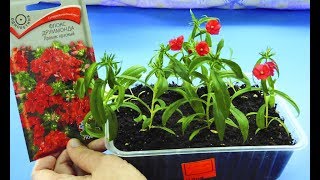 ???ФЛОКСЫ ИЗ СЕМЯН ! ВЫРАСТИТЬ ПРОЩЕ ПРОСТОГО ! Как посадить, когда пикировать и удобрять