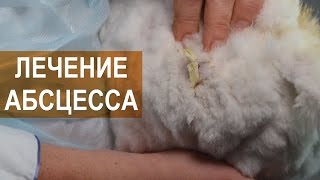 Лечение абсцесса у кроликов. Арт-Ферма RUSANGORA