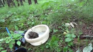 Поиск золотых самородков! По золотоносным ручьям! Часть 6 - Золотая жила!!!Gold mine!!!