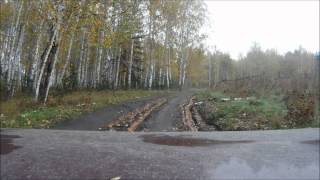 Глухари на дороге