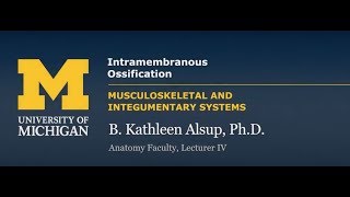 Skeletal System: Intramembranous Ossification