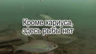 КРОМЕ ХАРИУСА ЗДЕСЬ РЫБЫ НЕТ.Подводные съемки.