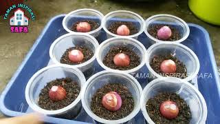 # TIS #  TIPS SUSUN MENANAM BAWANG MERAH & PUTIH DI LAHAN SEMPIT