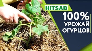 КАК ПРАВИЛЬНО Формировать Огурцы ? 100% Урожай Огурцов ?  Советы От Хитсад ТВ