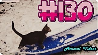 Приколы с животными №130   Кошки катаются с горки 2  Смешные животные  Animal videos