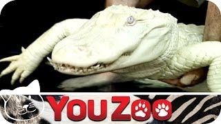 Albino Krokodil │YouZoo