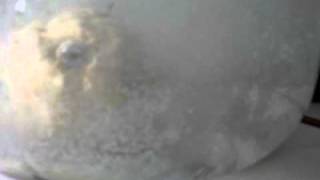 Ловля толстолобика горох в пружине пыление
