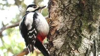 Большой пестрый дятел долбит сосновые шишки, Large woodpecker hollows pine cones