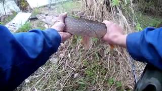 Рыбалка на Урале Пескарь на донку. Щука на блесну СССР. Ондатра.р. Каква/ Fishing on the pike