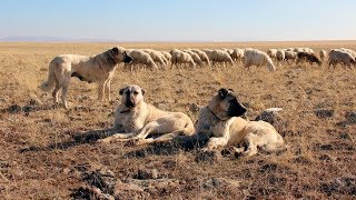 Turkish Kangal Documentary