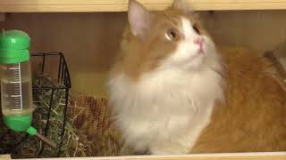 Смешной КОТ Вася ест сено? / Кот и Свинка / Смешное видео / Изи Мама