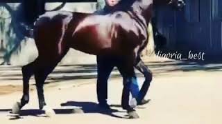 Арабский скакуны