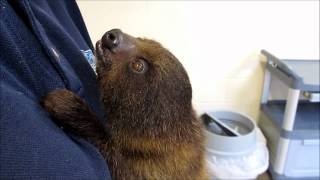 Baby Two-Toed Sloth