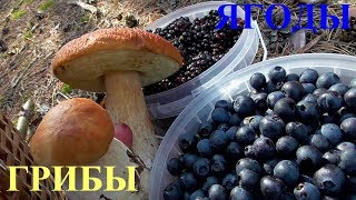 ГРИБЫ и ЯГОДЫ в СУХОМ ЛЕСУ.Спелая черника и ежевика