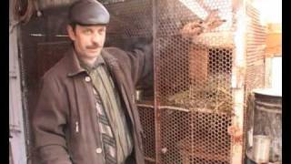 Кролики это не только ценный мех... а способ заработать!