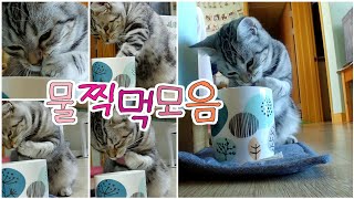 중국 미세먼지도 정화 시켜주는 고양이 웃긴 영상 고양이 길들이기 고양이 키우기 고양이 밥주기 고양이 길들이기 길냥이