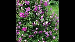 Clematis Pink Mink | www.gardencrossings.com