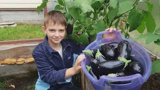 В ГОСТЯХ У МЕНЯ НА ОГОРОДЕ 1 СЕНТЯБРЯ ЛЕНИНГРАДСКАЯ ОБЛАСТЬ