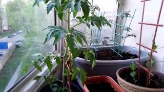 ДАЧА НА БАЛКОНЕ - 1 (Tomatoes on the balcony)